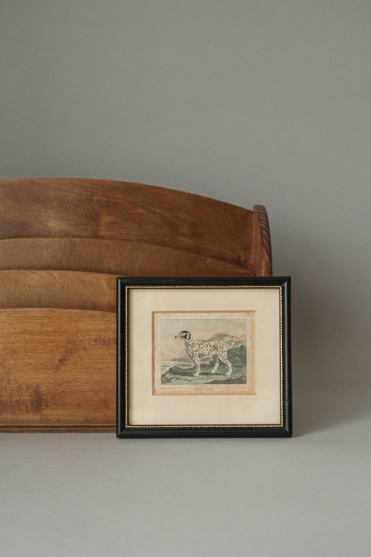 Harrier of Bengal, Fig. 41