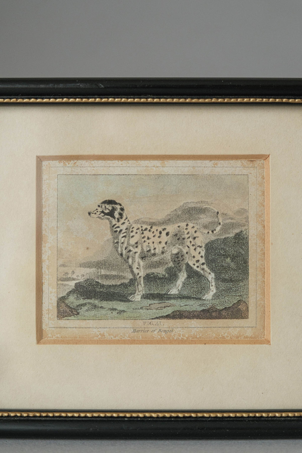 Harrier of Bengal, Fig. 41