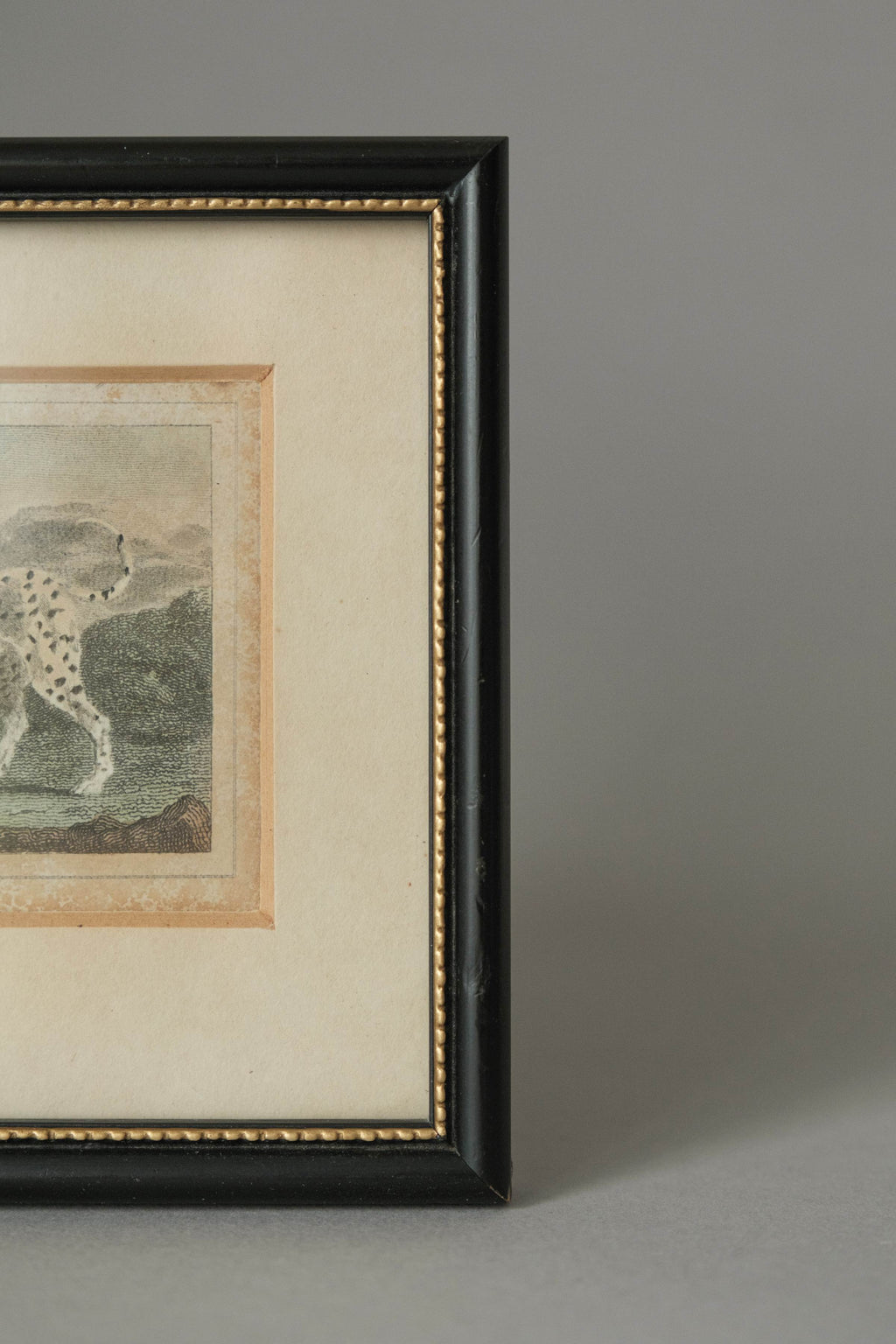 Harrier of Bengal, Fig. 41