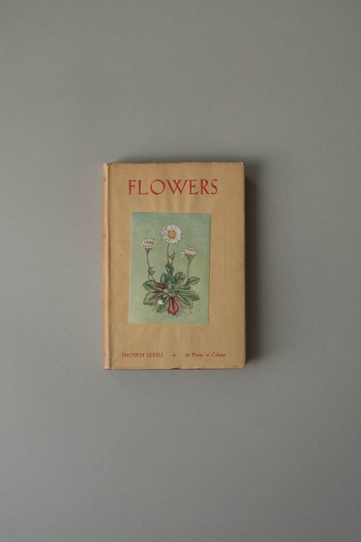 Flowers by Janet Harvey Kelman