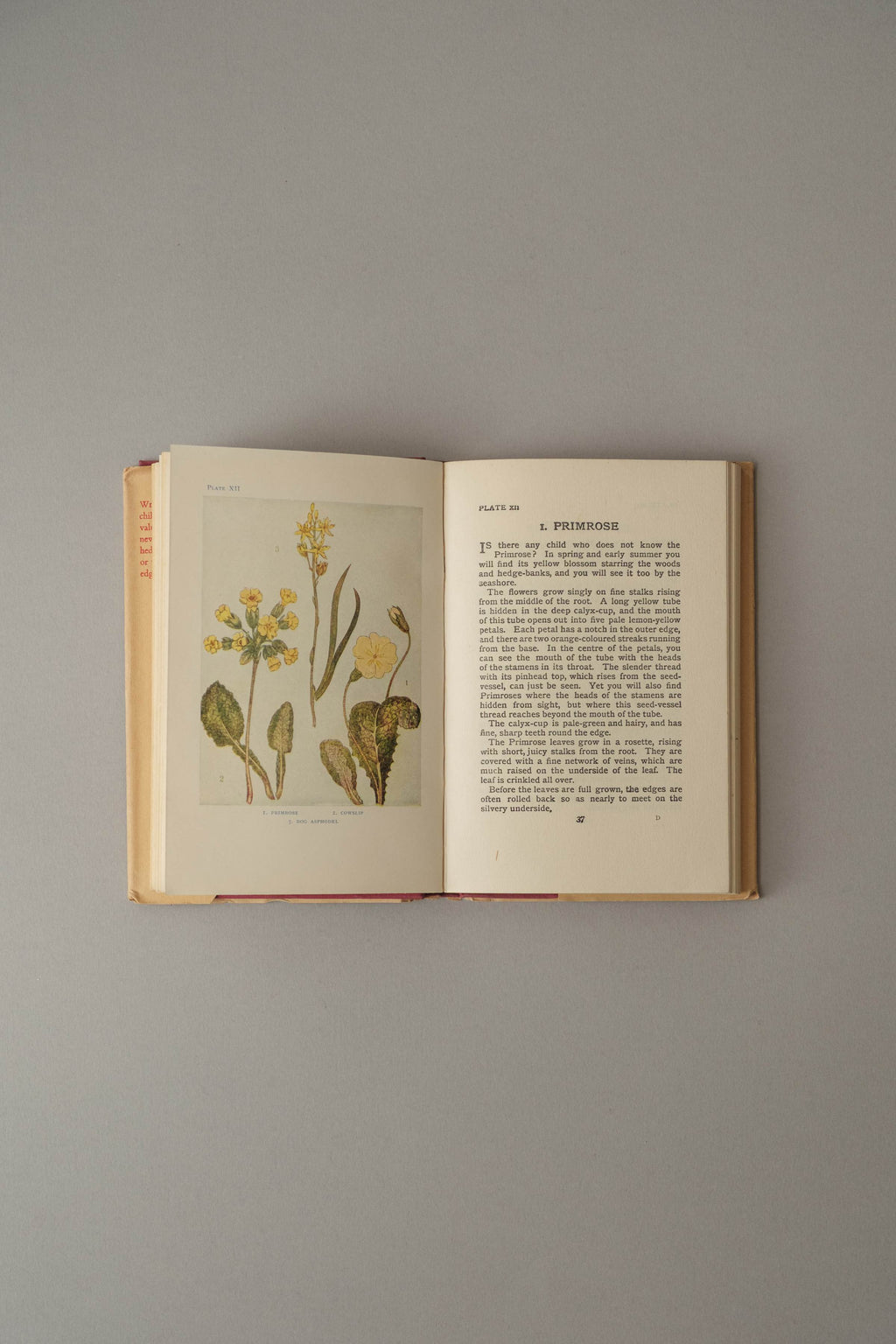 Flowers by Janet Harvey Kelman