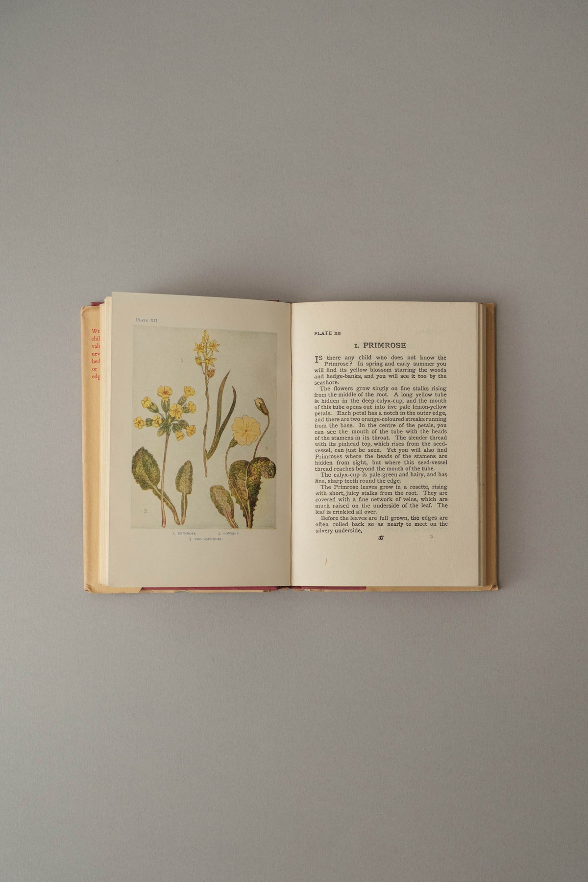 Flowers by Janet Harvey Kelman